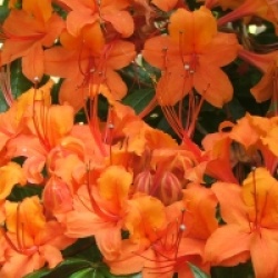 Rhododendron 'Coccinea Speciosum' - Azal�e caduque Coccinea Speciosum