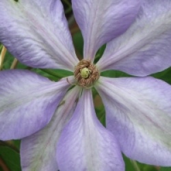 Clematis 'Mrs Cholmondeley'