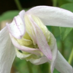 Clematis 'Pink Flamingo' - Cl�matite Pink Flamingo