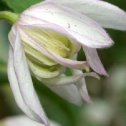 Clematis 'Pink Flamingo'