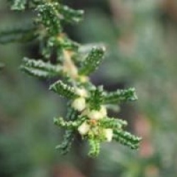 C�anothe hearstiorum