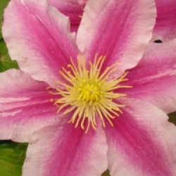 Clematis 'Piilu'