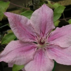 Cl�matite Pink Fantasy