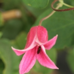 Clematis 'Princess Diana' - Cl�matite Princess Of Wales