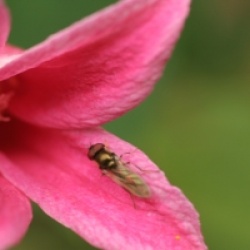 Clematis 'Princess Diana'