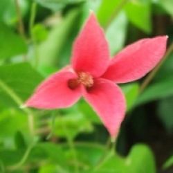 Clematis 'Princess Diana'