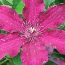 Clematis 'R��tel'