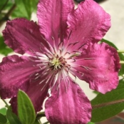 Clematis 'R��tel'