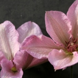Clematis 'Summer Dream' �