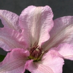 Clematis 'Summer Dream' �