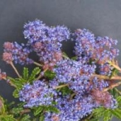 Ceanothus hearstiorum 
