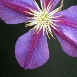 Clematis 'Star of India'