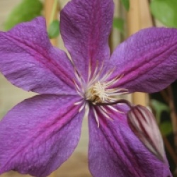 Clematis 'Star of India'