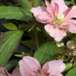 Clematis montana 'Sunrise' 