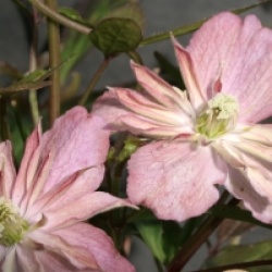 Clematis montana 'Sunrise' 