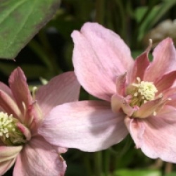 Clematis montana 'Sunrise'  - Cl�matite Sunrise