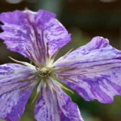 Clematis 'Tie Dye' - Cl�matite Tie Dye