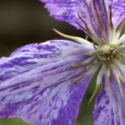 Clematis 'Tie Dye'