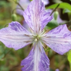 Clematis 'Tie Dye'