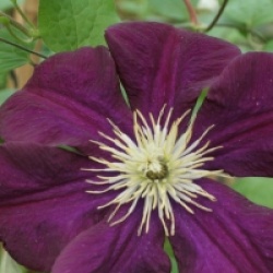 Clematis 'Warszawska Nike'