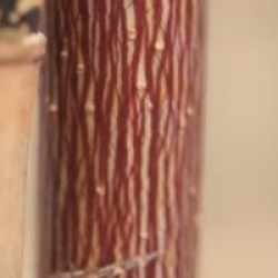 Acer cappadocicum 'Aureum'