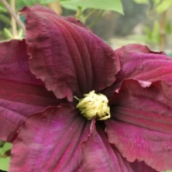 Clematis 'Warszawska Nike'