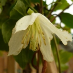 Clematis cirrhosa 'Wisley Cream'