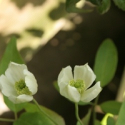 Clematis montana 'Alba' - Cl�matite des montagnes blanches