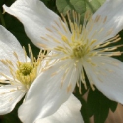 Clematis montana var. wilsonii