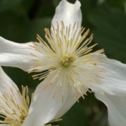 Clematis montana var. wilsonii