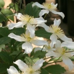 Clematis montana var. wilsonii