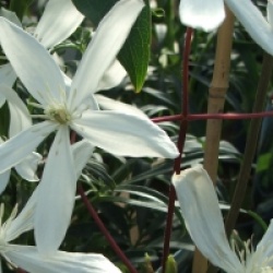 Clematis armandii 'Snowdrift' - Cl�matite persistante Snowdrift