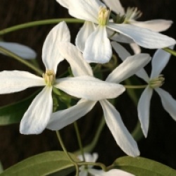 Clematis armandii 'Snowdrift'