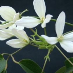 Clematis armandii 'Snowdrift'