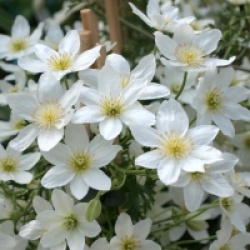 Clematis x cartmanii 'Joe'