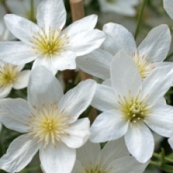 Clematis x cartmanii 'Joe'