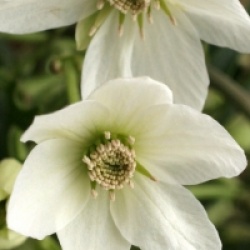 Clematis x cartmanii 'Joe'