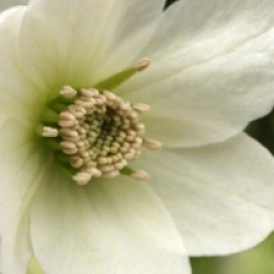 Clematis x cartmanii 'Joe'