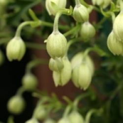 Clematis x cartmanii 'Joe'