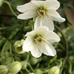 Clematis x cartmanii 'Joe'
