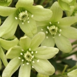 Clematis 'Pixie' - Cl�matite persistante Pixie