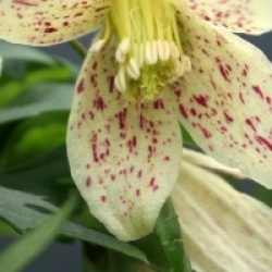 Clematis cirrhosa var. balearica  - Cl�matite balearica