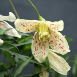 Clematis cirrhosa var. balearica 