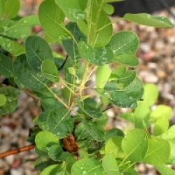 Cotinus coggygria 'Kanari'