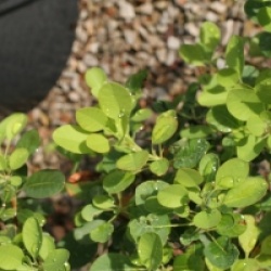 Cotinus coggygria 'Kanari'