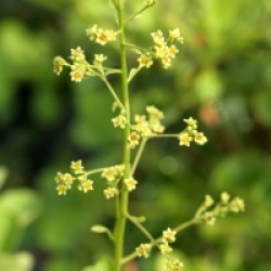 Cotinus coggygria 'Kanari'