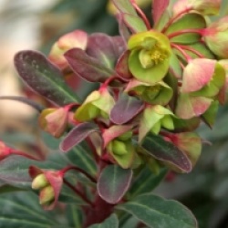 Euphorbia 'Efanthia' - Euphorbia 'Efanthia'