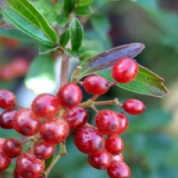 Viburnum parvifolium - Viorne parvifolium