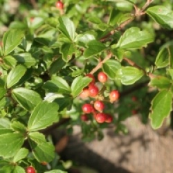 Viburnum parvifolium