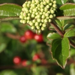 Viburnum parvifolium